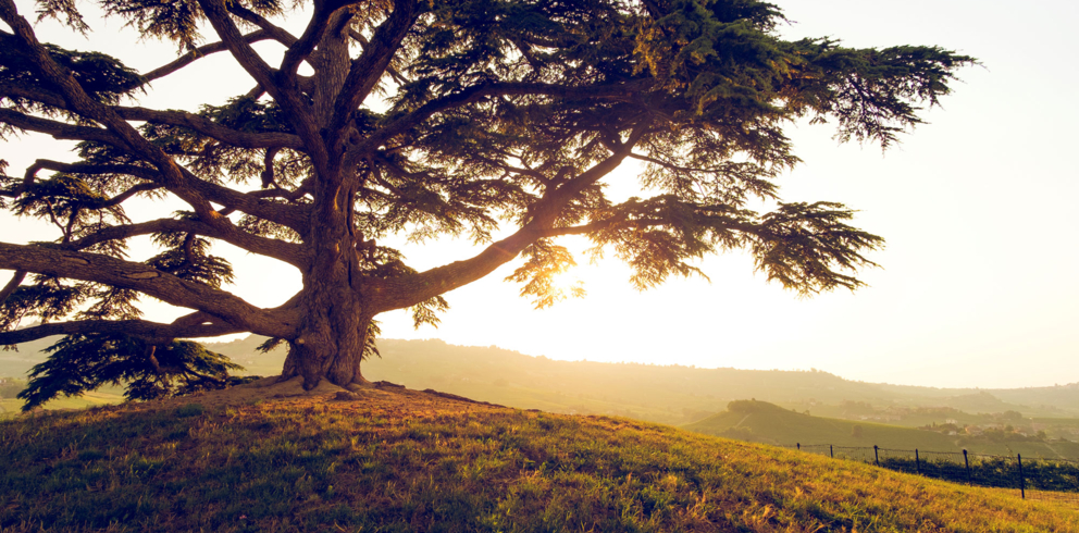 Lightronics duurzaam ceder