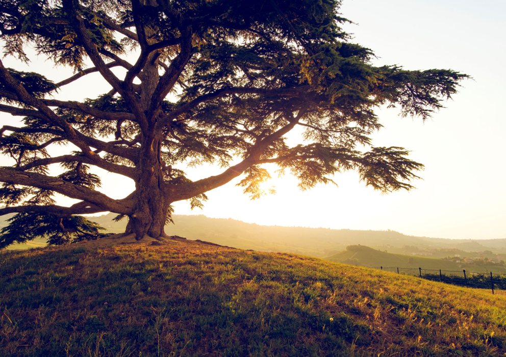 Lightronics duurzaam ceder Lightronics duurzaam ceder